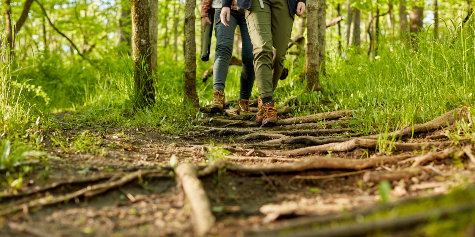 Two women hiking along a forest footpath in a low angle view of their approaching legs over roots and branches