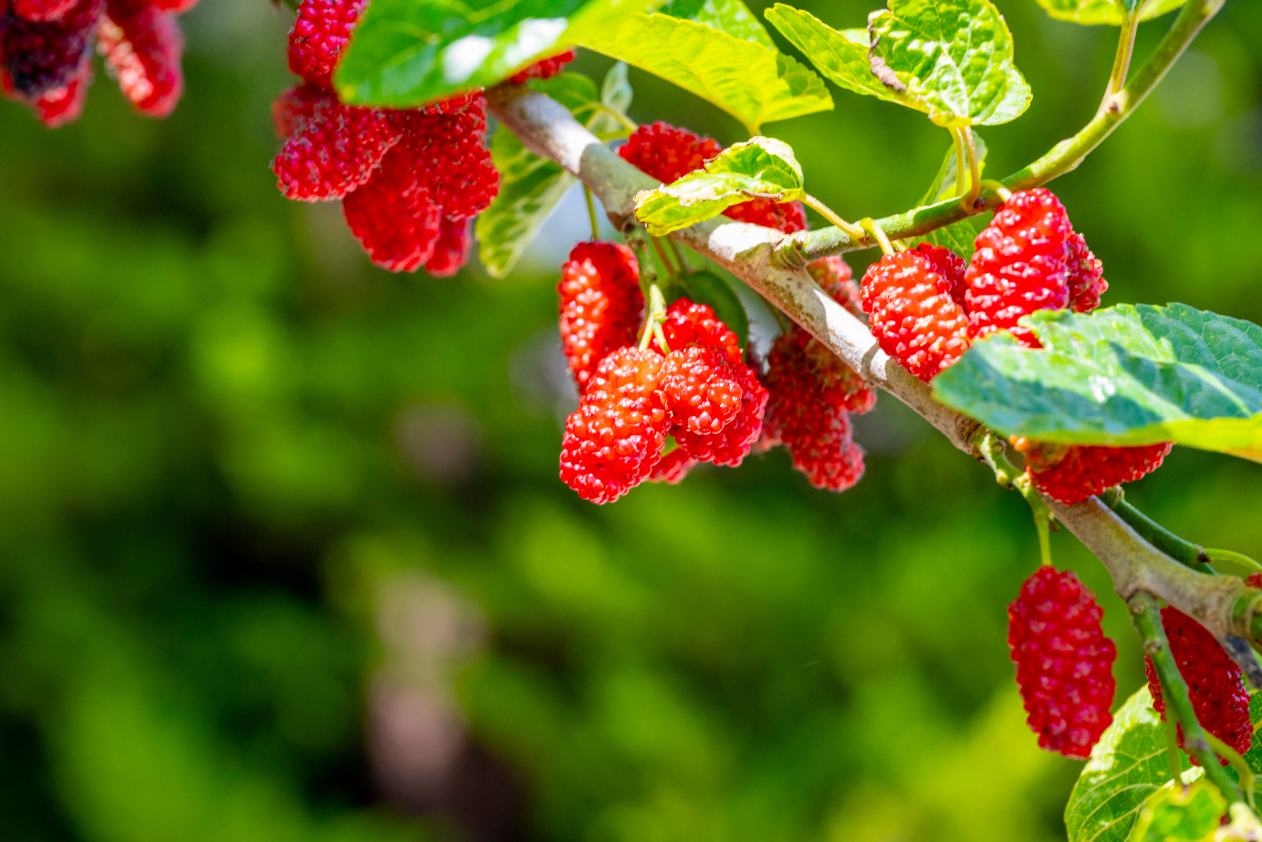 Red mullberries on a leafy branch