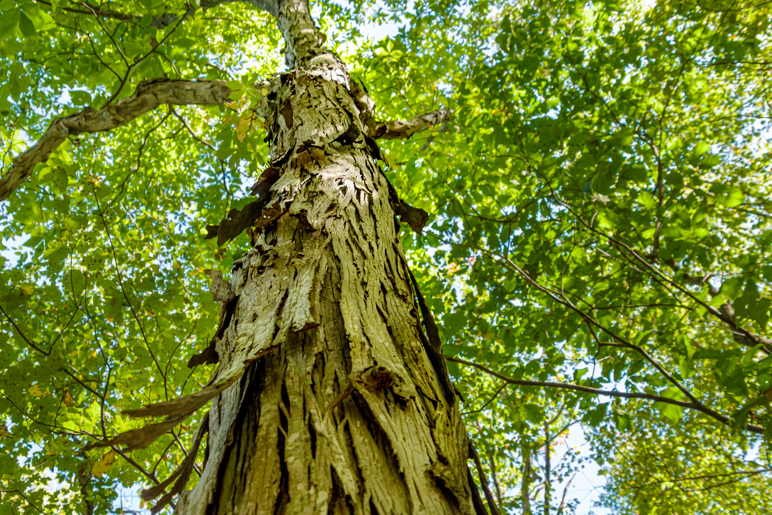 A tree with bark that appears to be peeling off (shag bark) and a green canopy