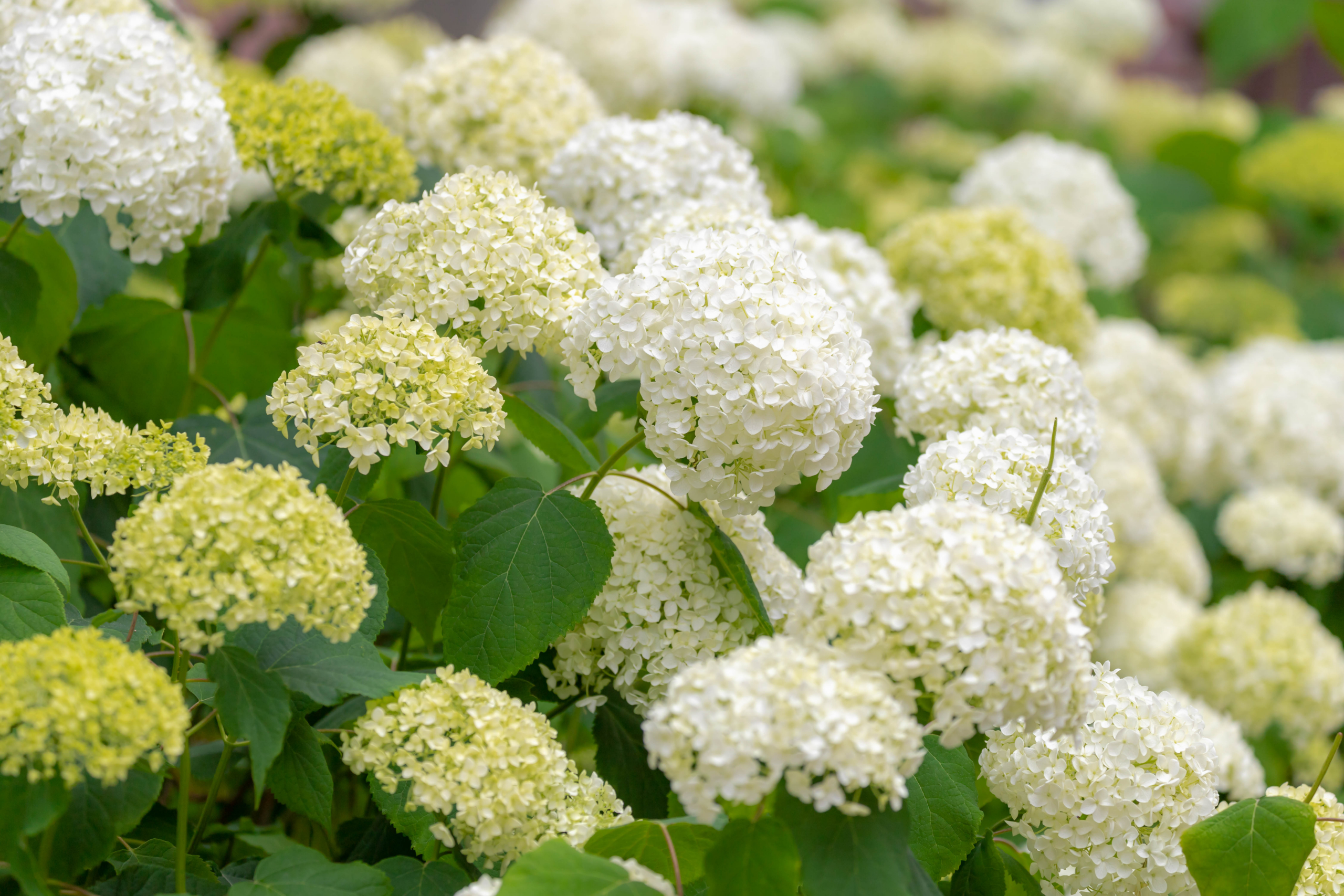 round white hydrangea blossoms on a full leafy bush