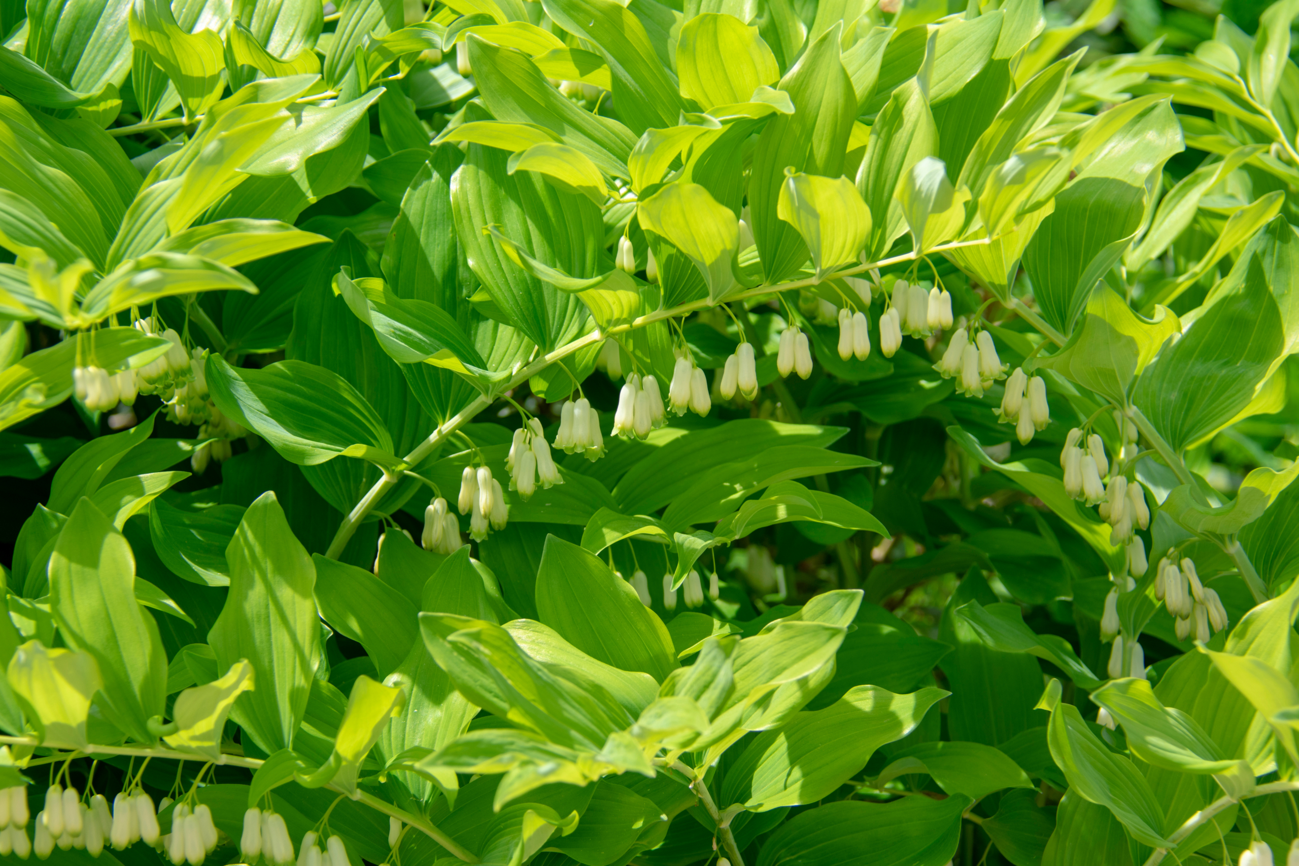 Smooth Solomon's Seal plant with green drop like flowers.