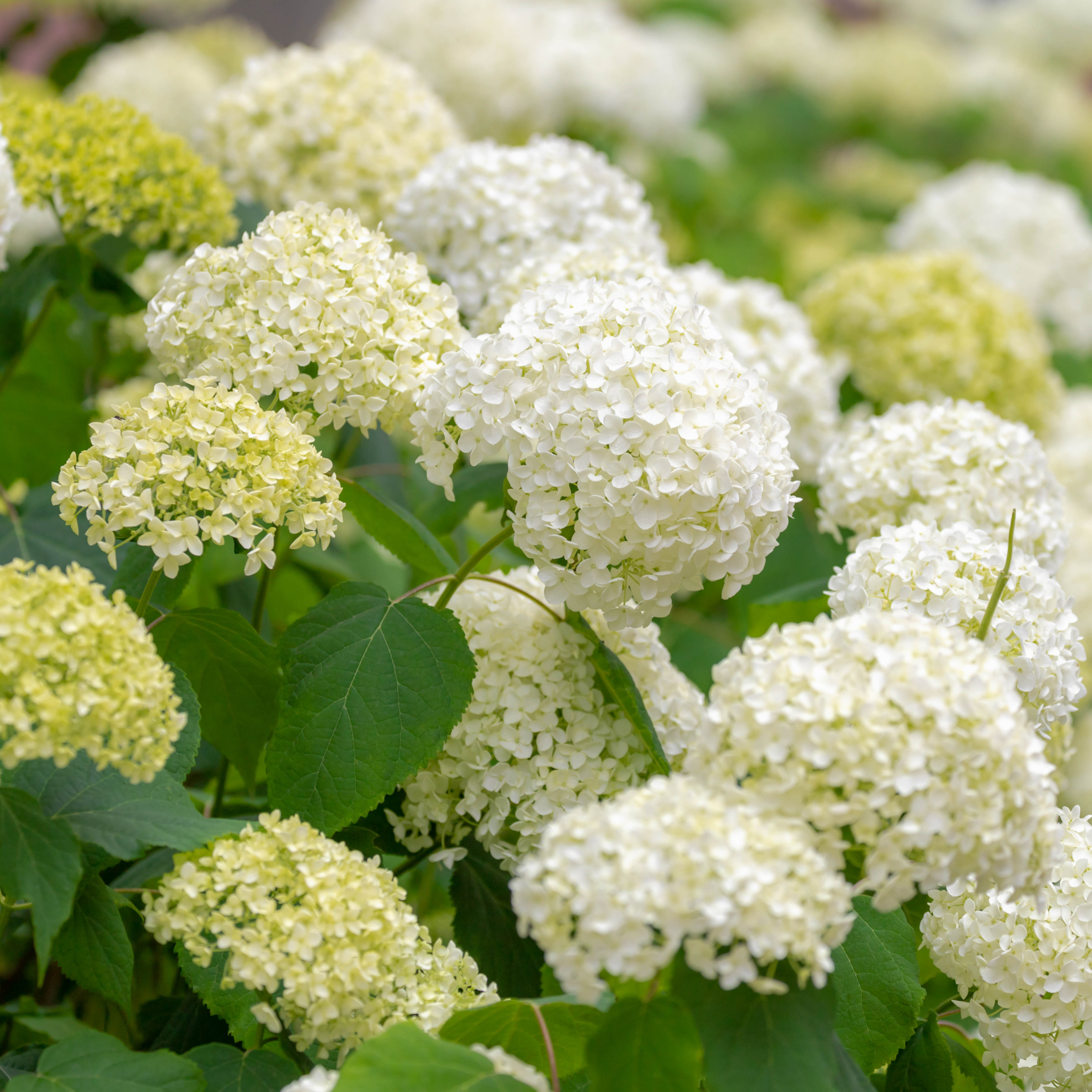 round white hydrangea blossoms on a full leafy bush