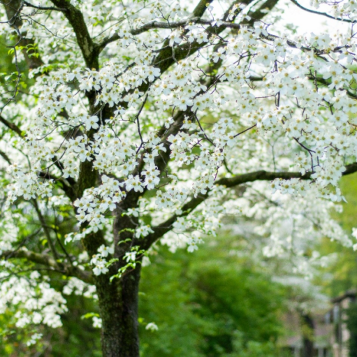 Flowering dogwood tree with white blooms